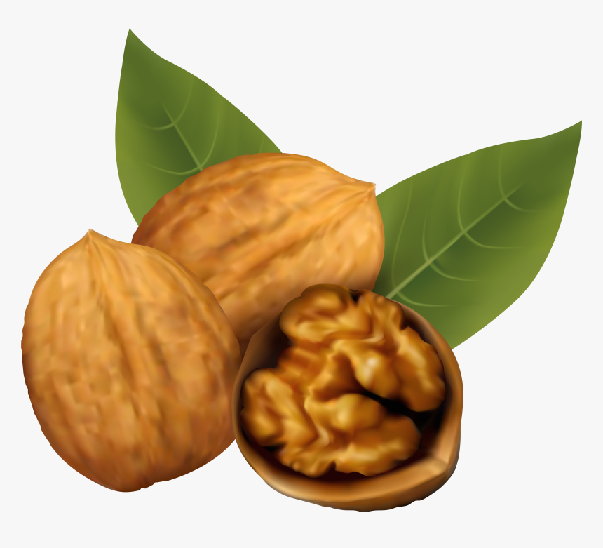 Fruits Clipart Nuts - Walnut Clipart, HD Png Download