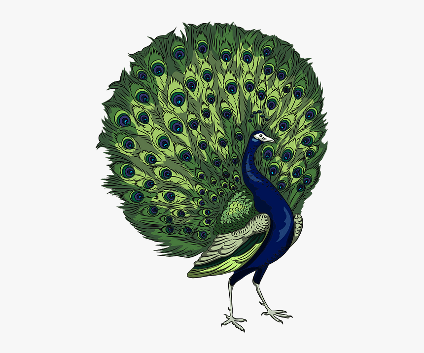 Peacock Clipart, HD Png Download