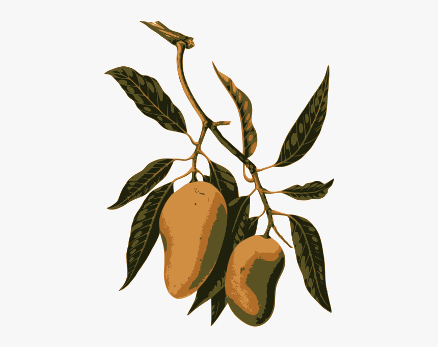 Mango Fruit On A Branch - Botanical Illustrations Mango Fruit, HD Png Download