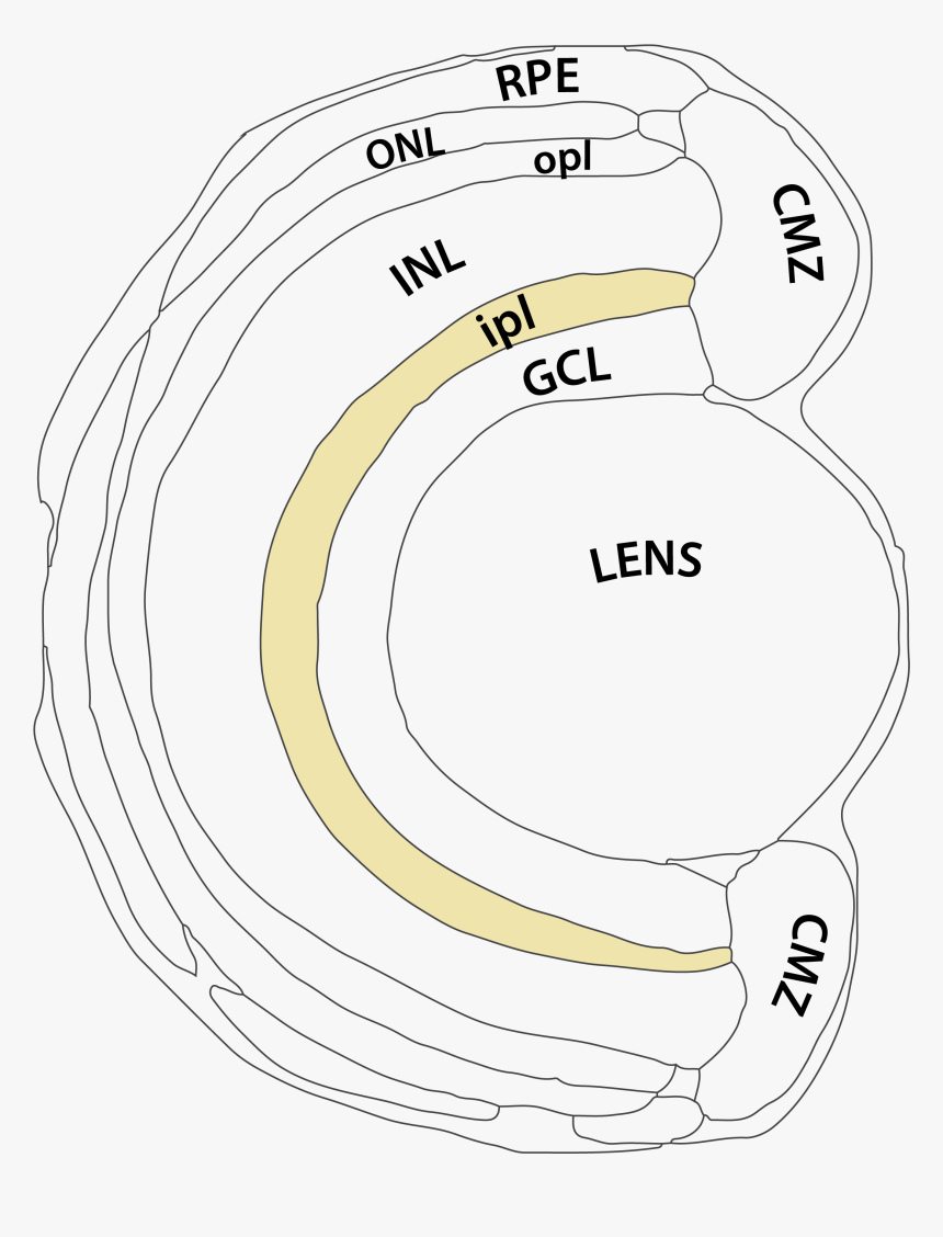 Retinal Inner Plexiform Layer, HD Png Download