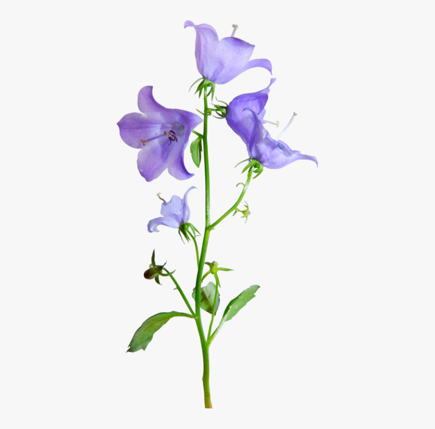 Колокольчик Цветок Пнг, HD Png Download