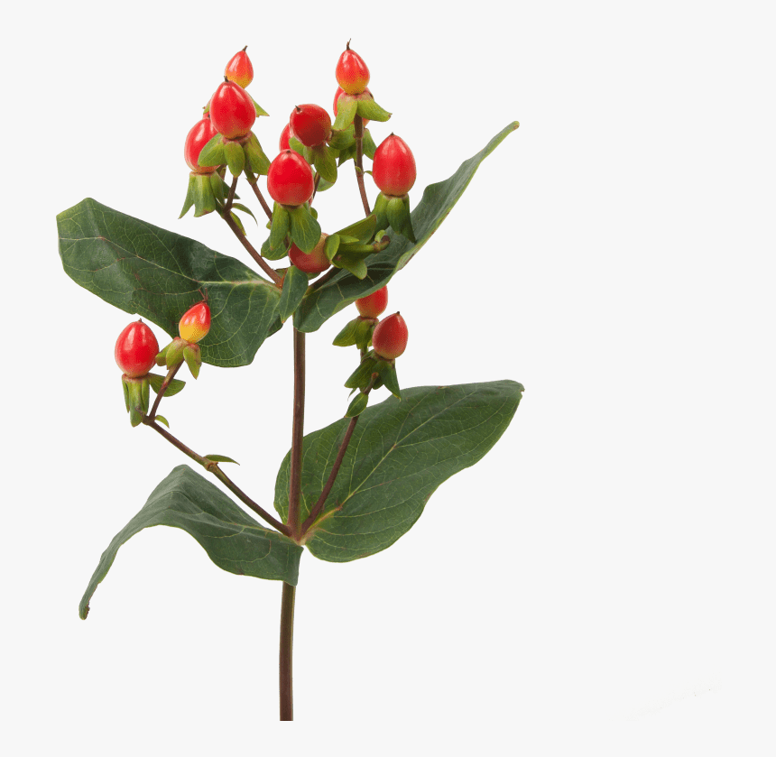 Hypericum Fire Flair - Hypericum, HD Png Download