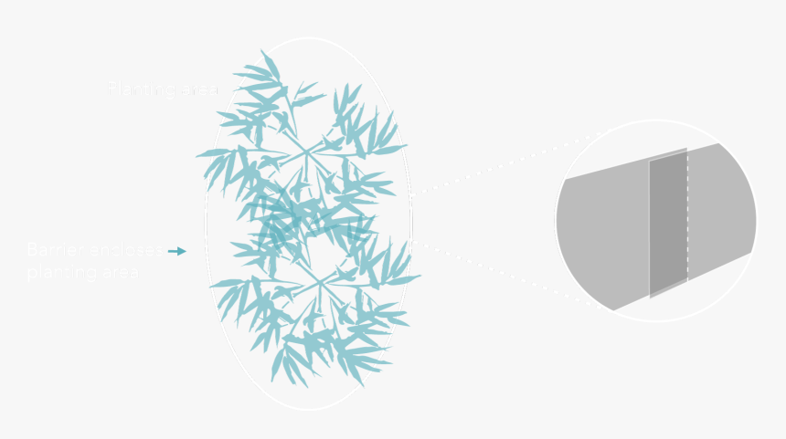 American Pitch Pine, HD Png Download