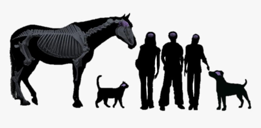 Transparent Horse Head Silhouette, HD Png Download