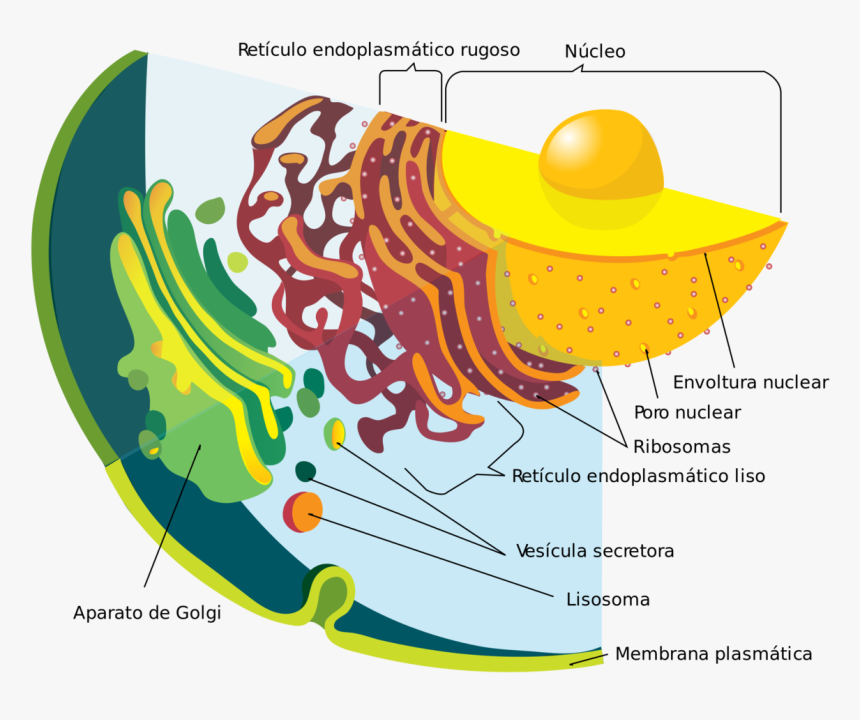 Endomembrane System, HD Png Download