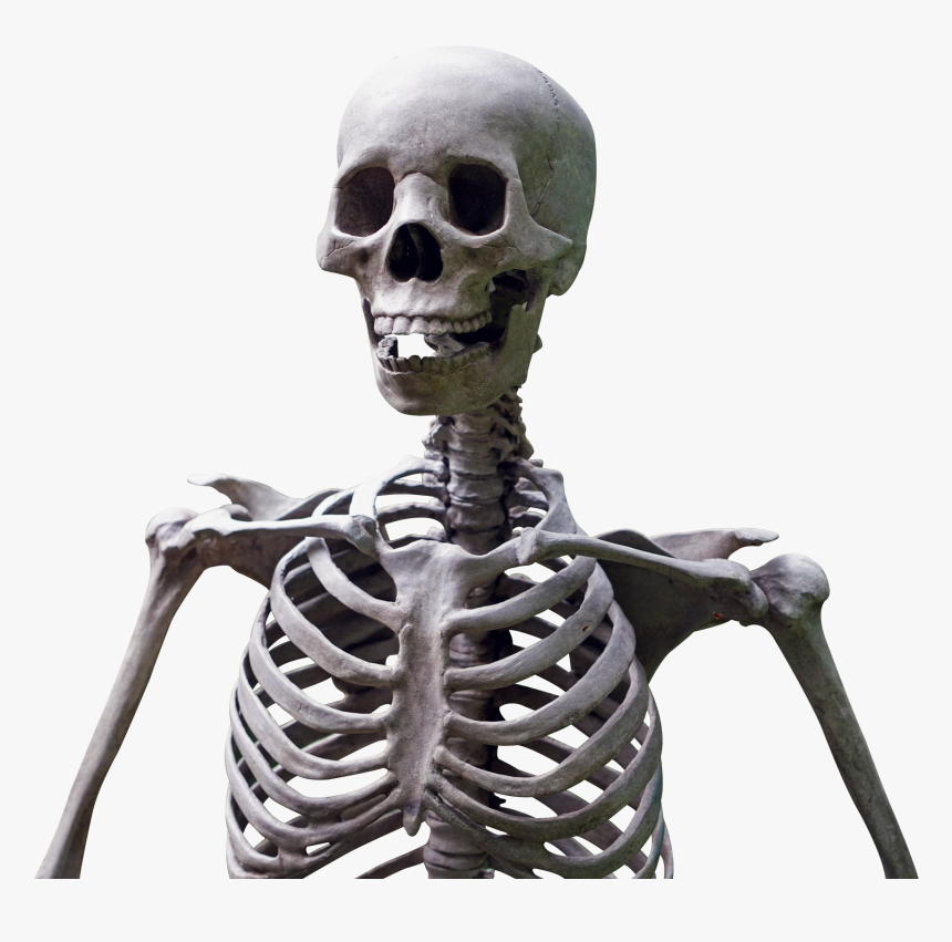 Skeleton Png, Transparent Png