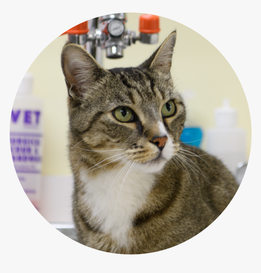 Tabby Cat, HD Png Download