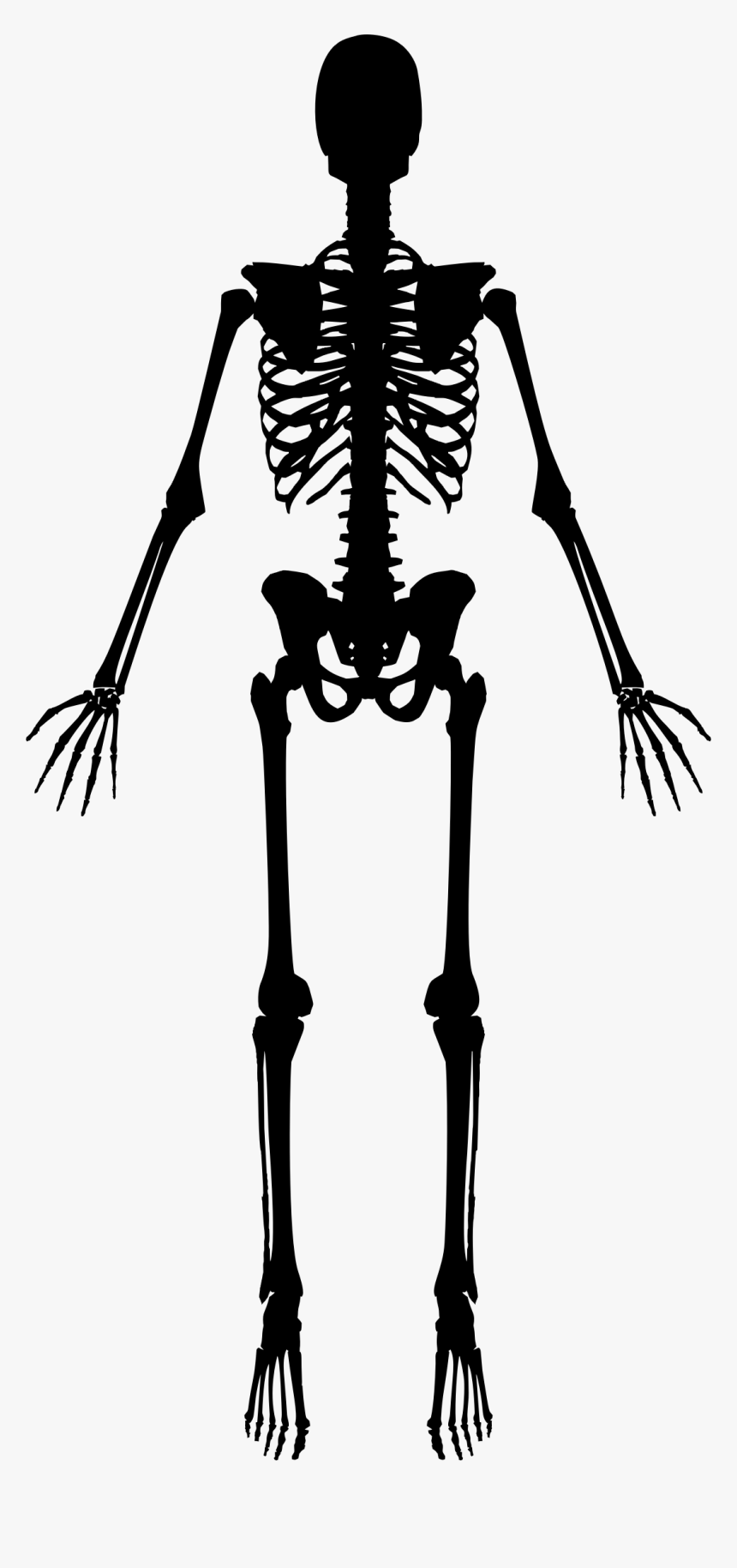 Full Body Skeleton Png Free Download - Skeleton Clipart Black And White, Transparent Png