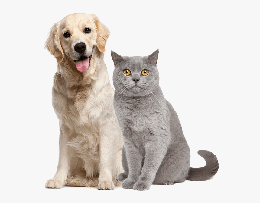 Image Is Not Available - Adolescence Dog, HD Png Download