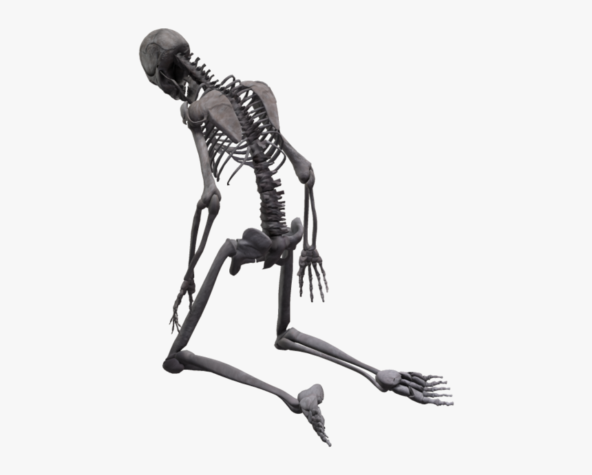 Full Body Skeleton Transparent Images - Bones Go Snap Snap, HD Png Download