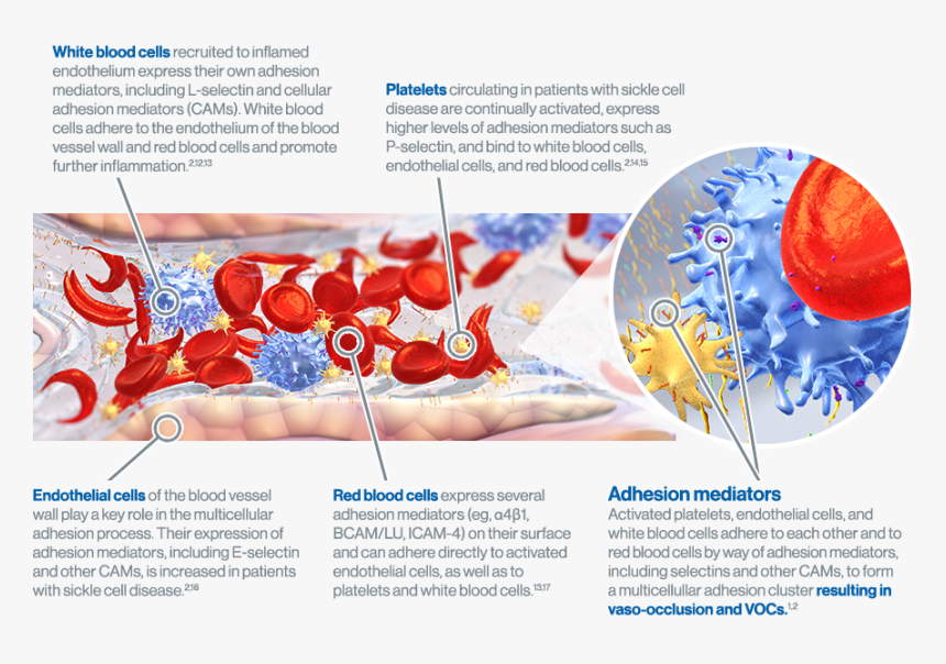 White Blood Cells, And Platelets That Aggregate And - Cellular Adhesion Process, HD Png Download