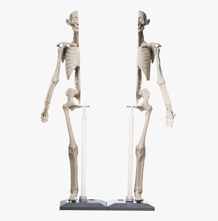 Anatomy In Clay Maniken, HD Png Download