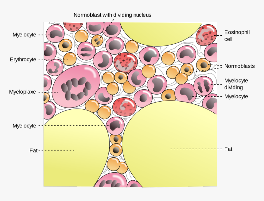 Img 1001-0 - Bone Marrow Fat, HD Png Download