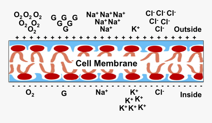 พันธะ ไอ ออ นิ ก, HD Png Download