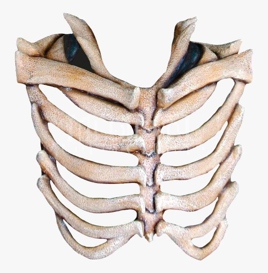 Rib Cage Free Download Png Rib Bone Transparent Png Download Transparent Png Image Pngitem