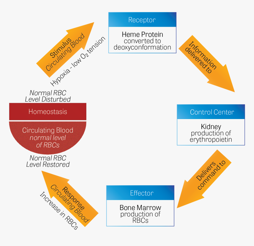 Mechanism For Maintaining Homeostasis, HD Png Download
