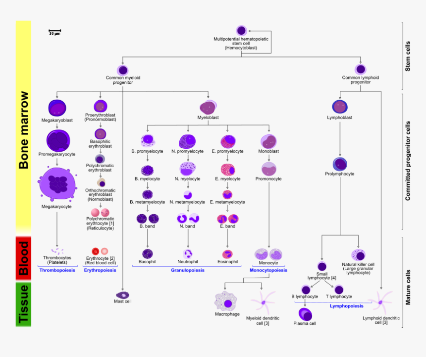Hematopoietic Stem Cell, HD Png Download