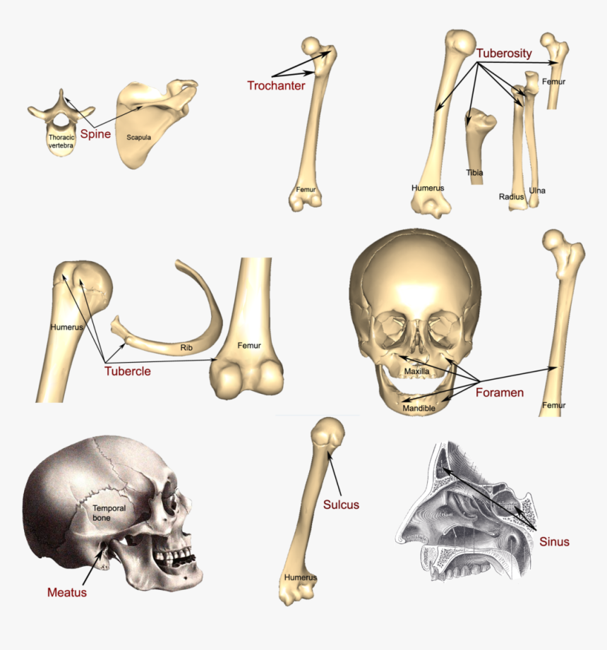 Skeleton .png, Transparent Png