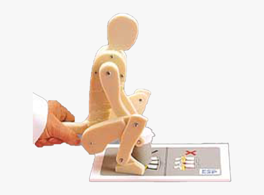 The Anatomical Lifting Manikin 
 Data Zoom //cdn - Eurodidact, HD Png Download