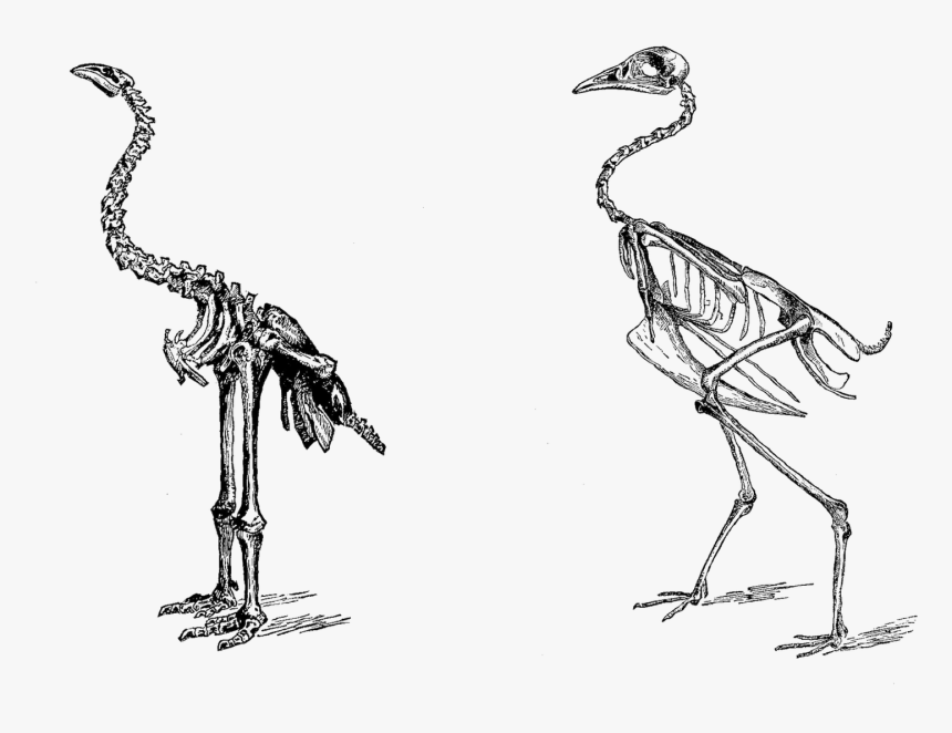 Sketch, HD Png Download