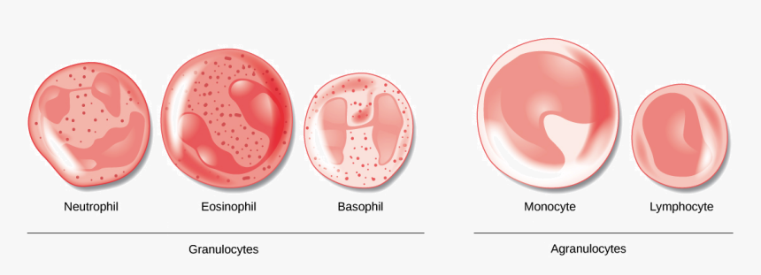 Different Agranulocytes And Granulocytes, HD Png Download