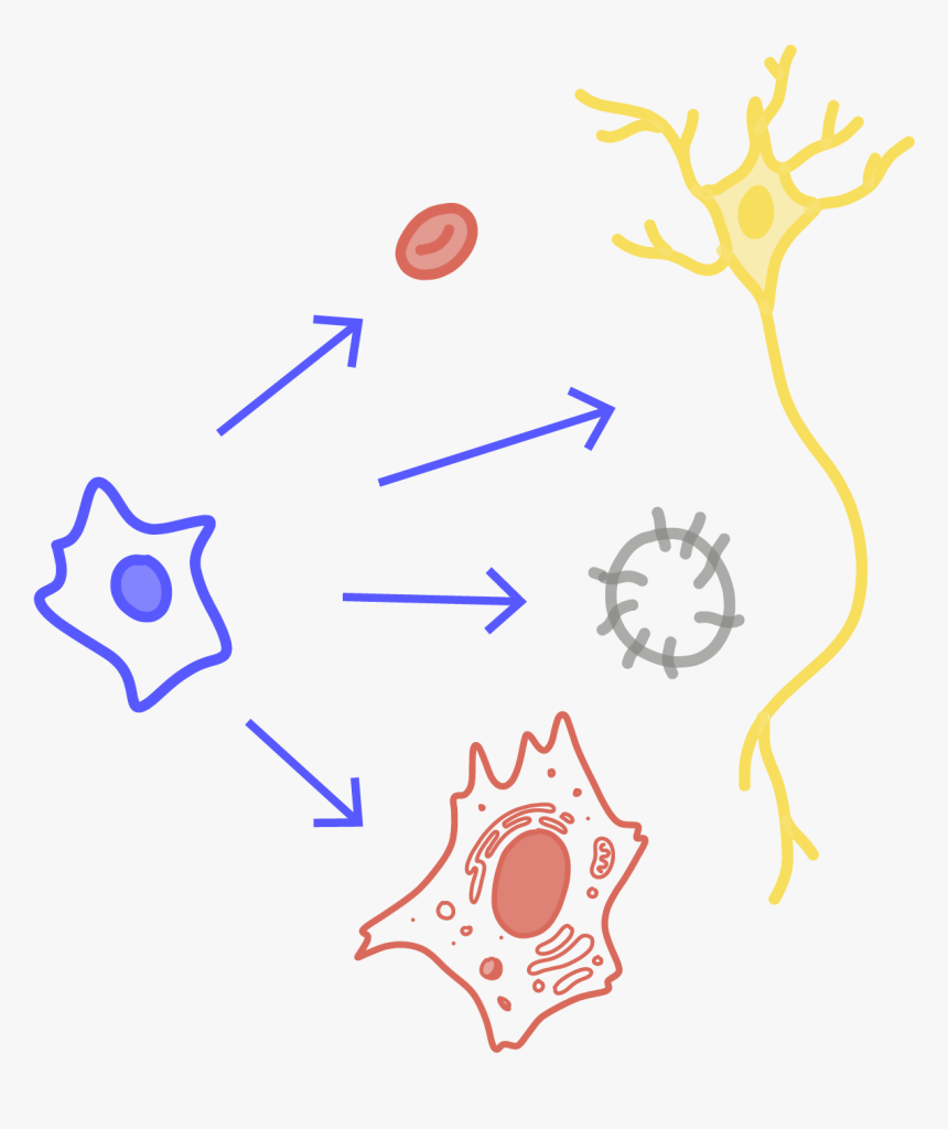 Image Of A Stem Cell Transforming Into Different Types, HD Png Download