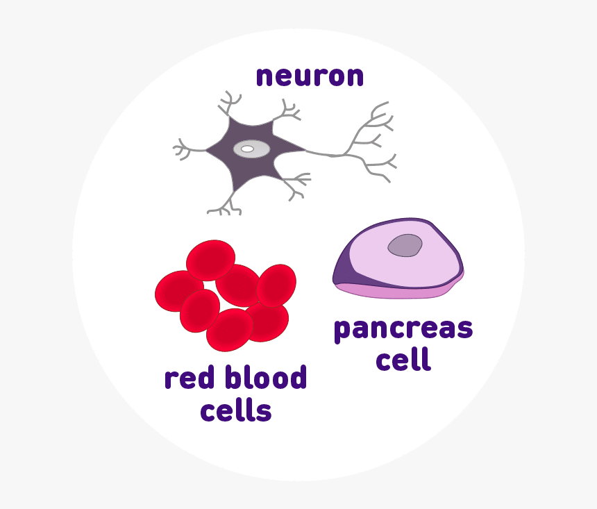Neuron, Pancreas Cell, And Red Blood Cell Icons - Circle, HD Png Download