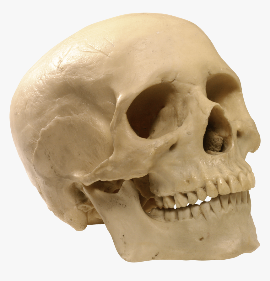 Skeleton Head Png Picture - Human Skull Transparent Background, Png Download