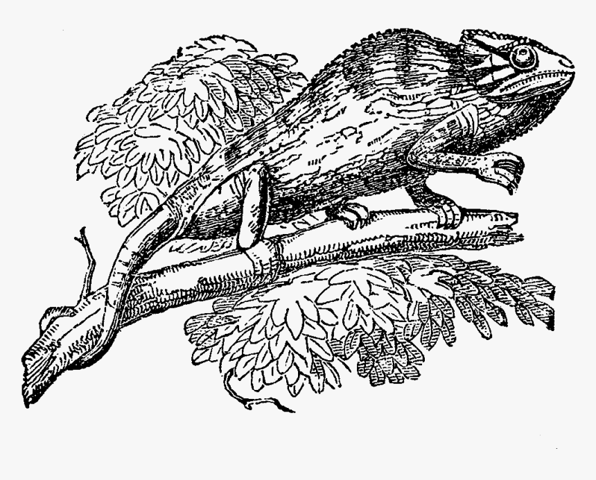 Sketch, HD Png Download