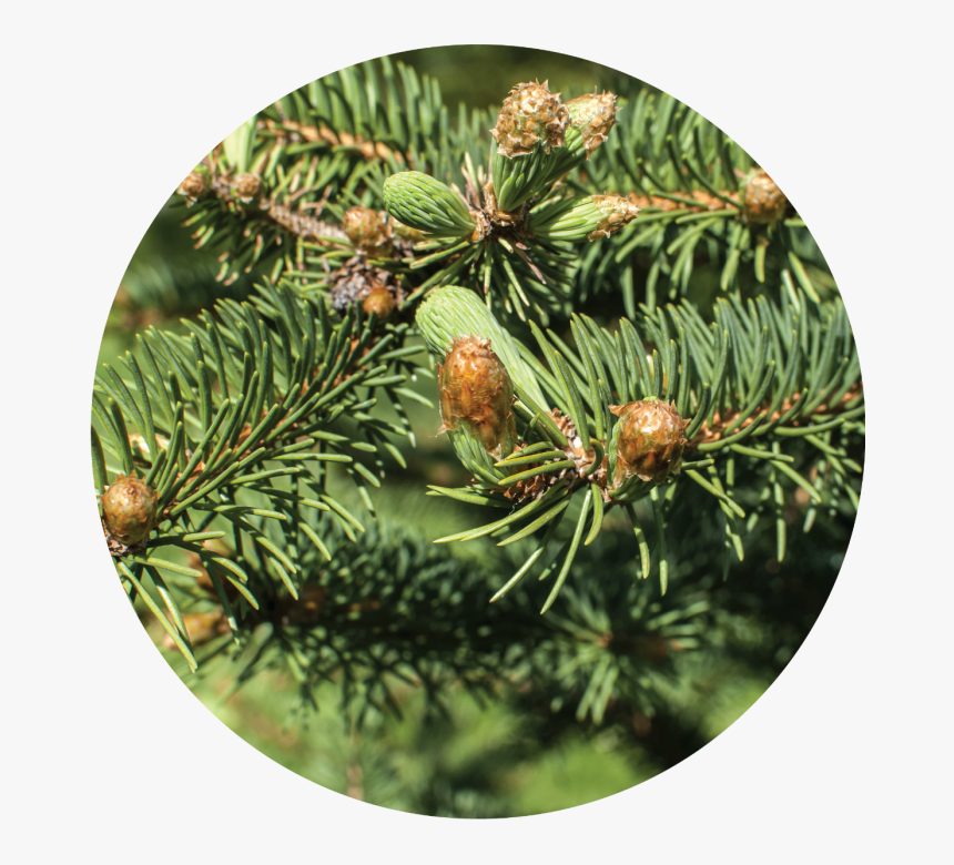 Two Needle Pinyon Pine, HD Png Download