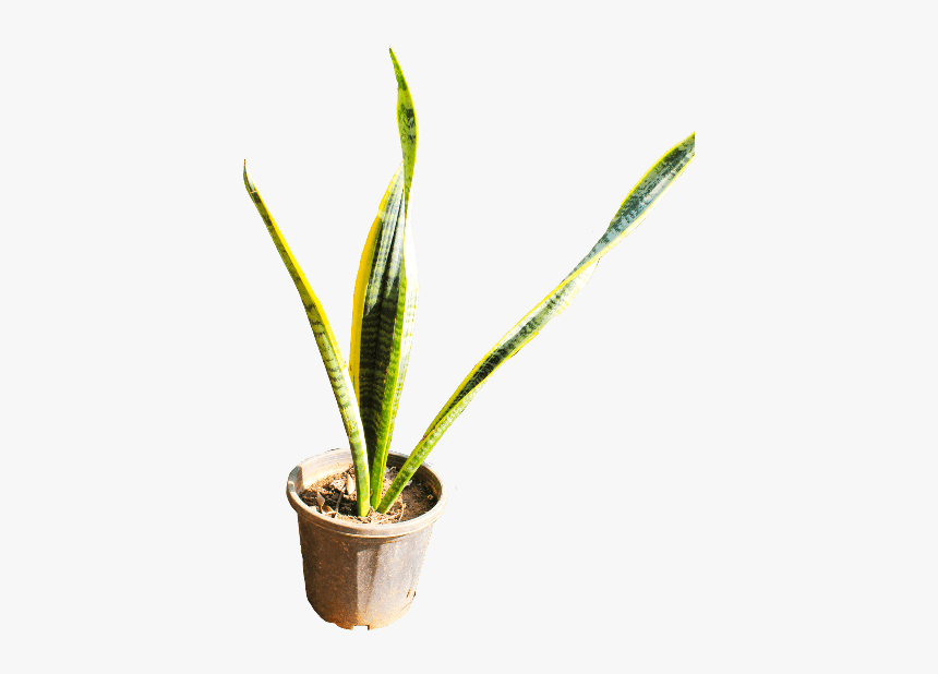 Houseplant, HD Png Download