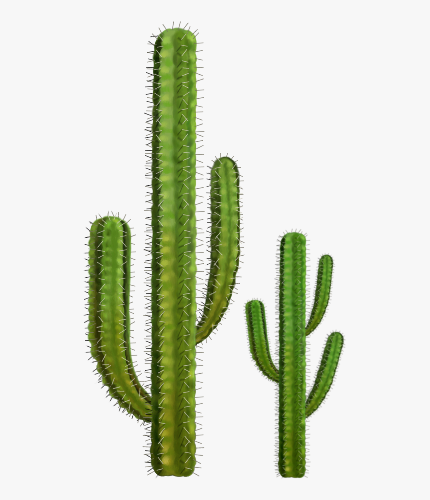 Cactus Png, Transparent Png