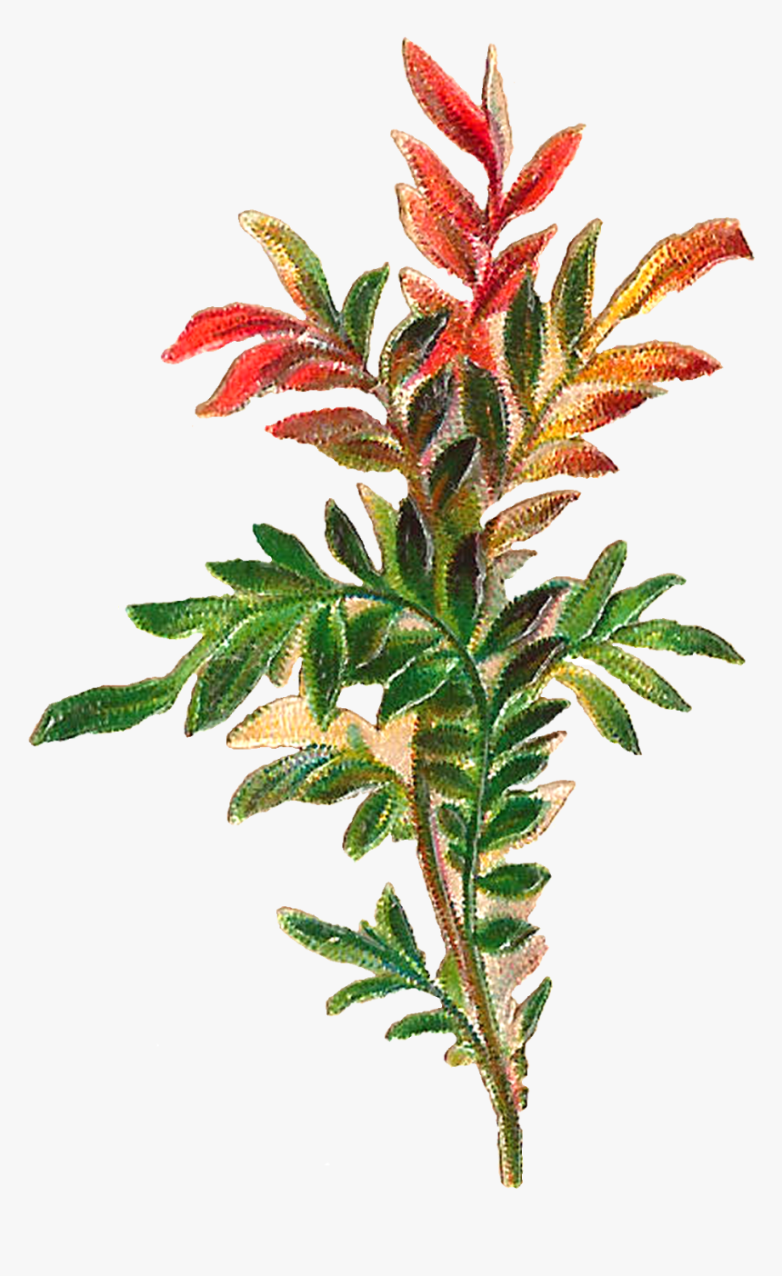 Yew Family, HD Png Download