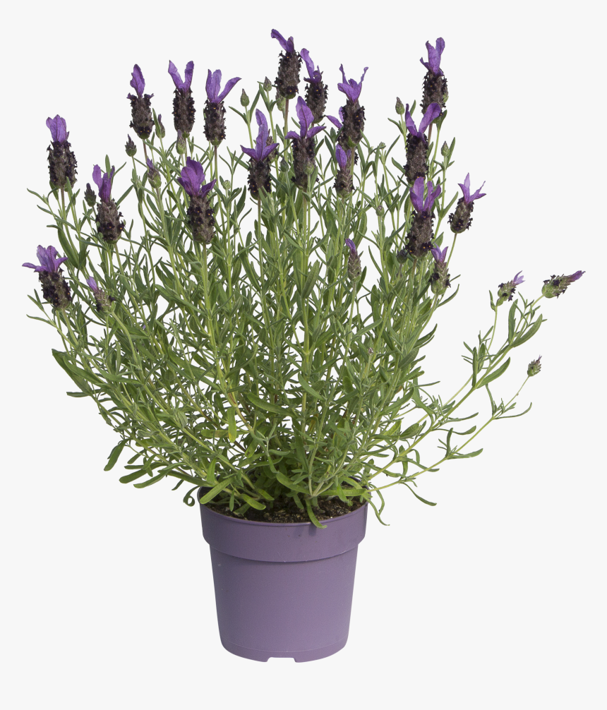 Plants .png, Transparent Png