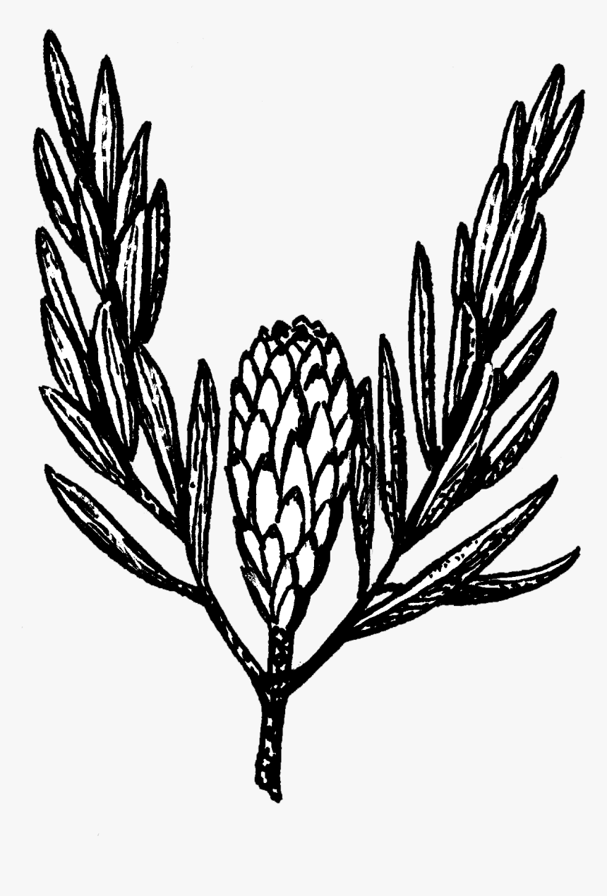 Protea - Illustration, HD Png Download