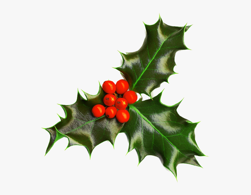 Holly Image Christmas Seasonal Portable Network Graphics - Transparent Background Holly Border, HD Png Download