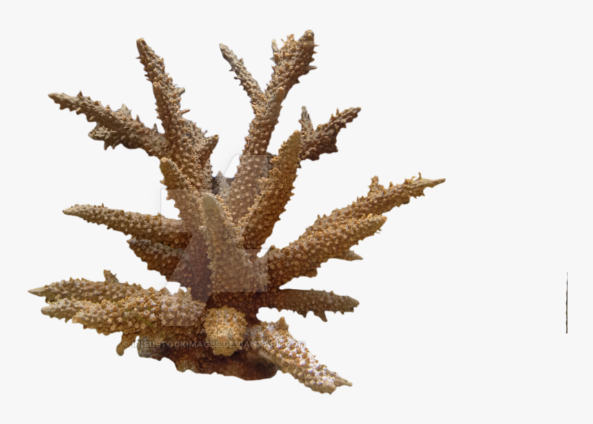 Coral Png Photo - Coral .png, Transparent Png