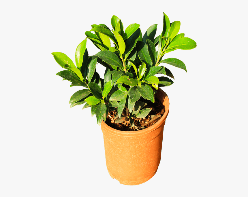 Flowerpot, HD Png Download