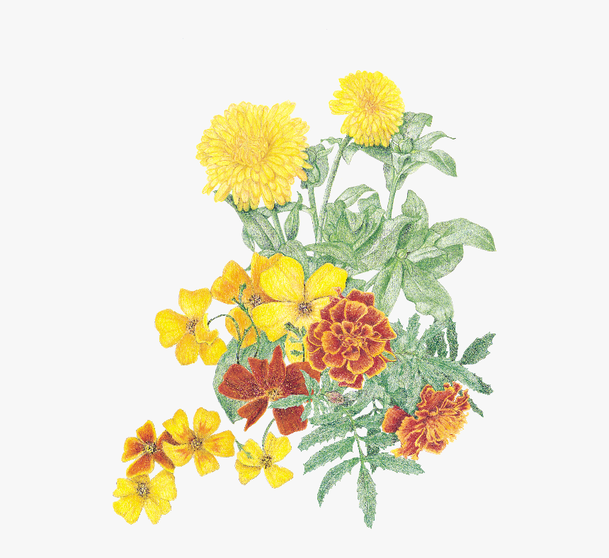 Plants .png, Transparent Png