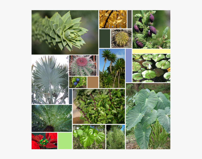 Leaf Varieties - Non Flowering Plants Chart, HD Png Download
