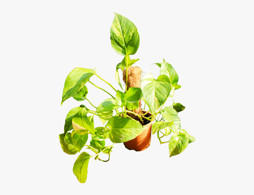 Houseplant, HD Png Download