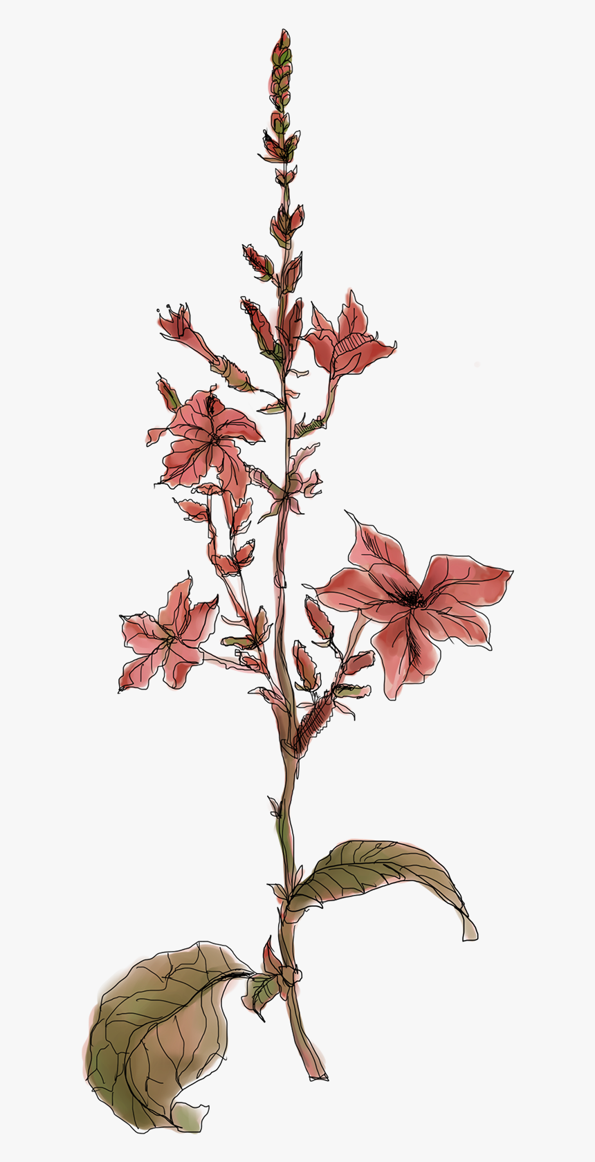 Herb Plants Illustration On - Heath Aster, HD Png Download