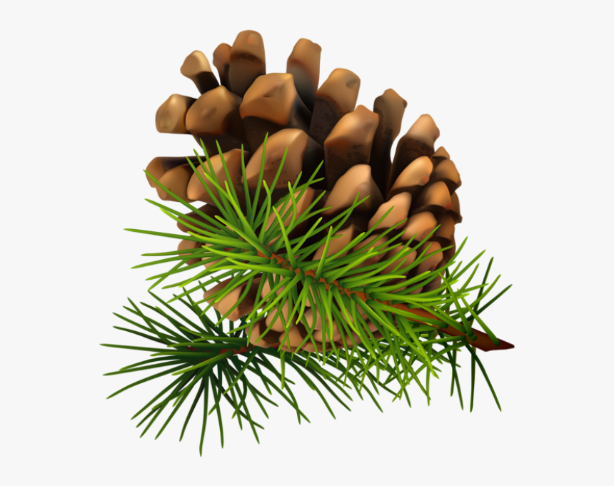 Pine Cone Png Transparent, Png Download