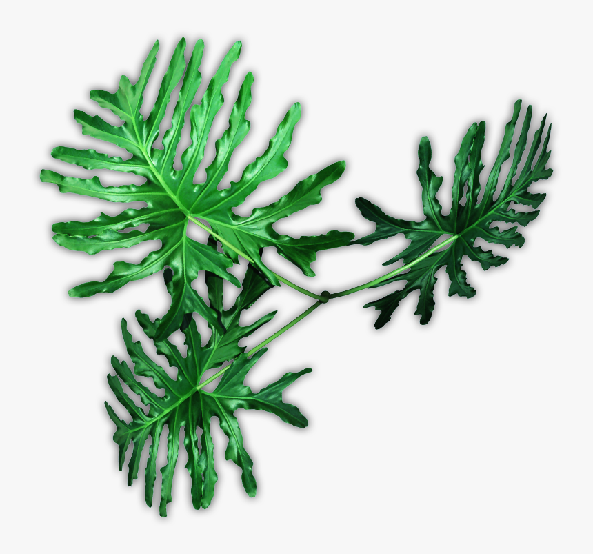 Pond Pine, HD Png Download