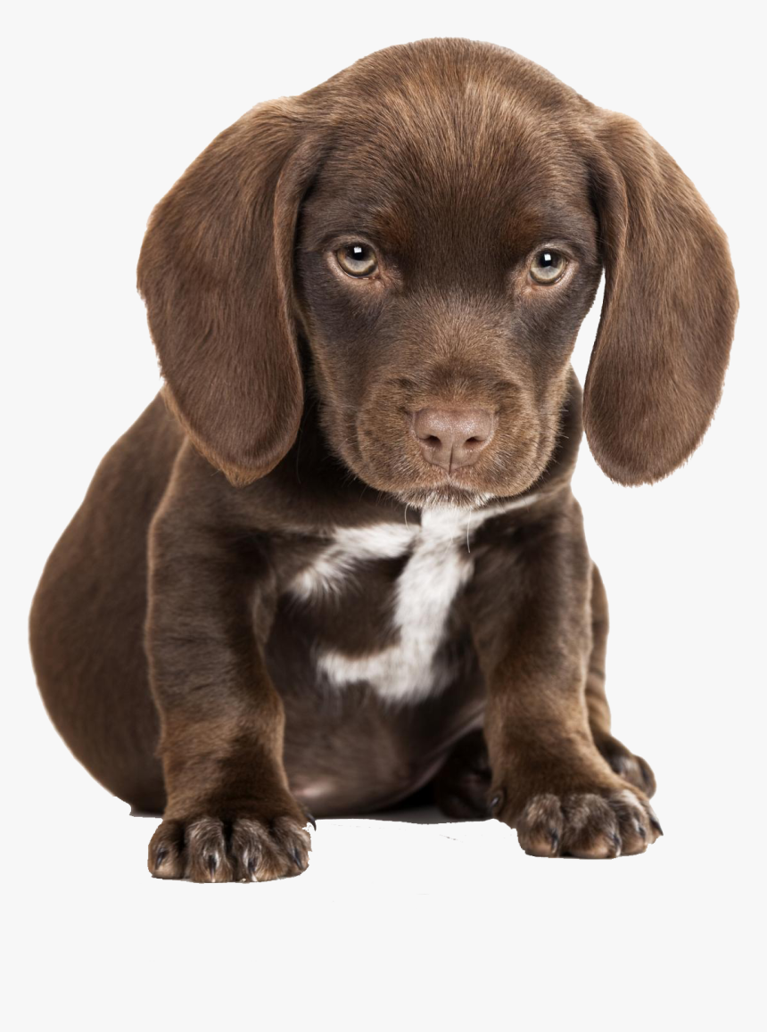 Cute Puppies Free Pictures - Cute Sad Puppy Png, Transparent Png