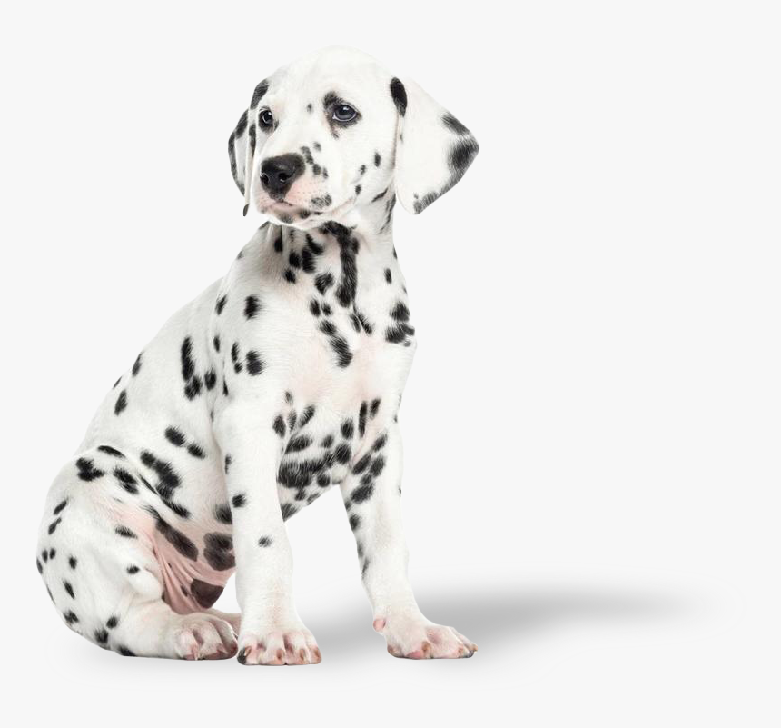 Dalmatian Puppy, Hd Png Download - Cuccioli Di Dalmata, Transparent Png