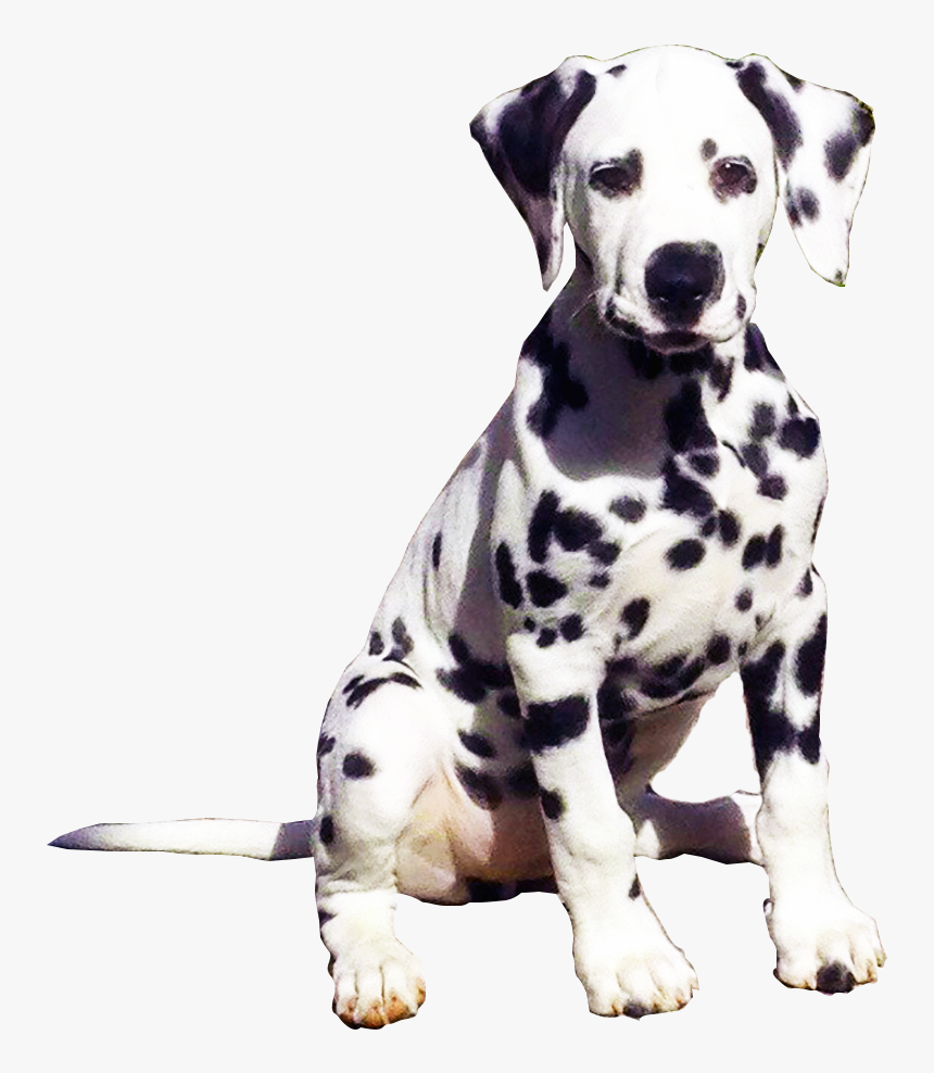 Dalmatian Puppy Png, Transparent Png