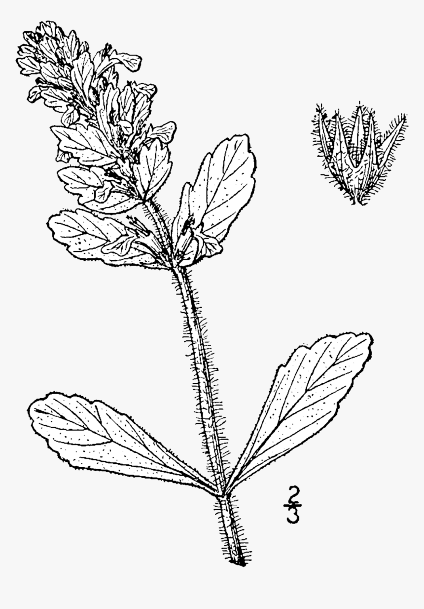 Ajuga Drawing Png, Transparent Png