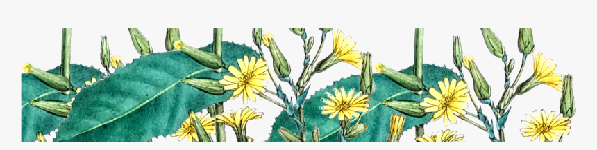 We Are A Worldwide Distributor Of Fine Quality Wild - Gazania, HD Png Download