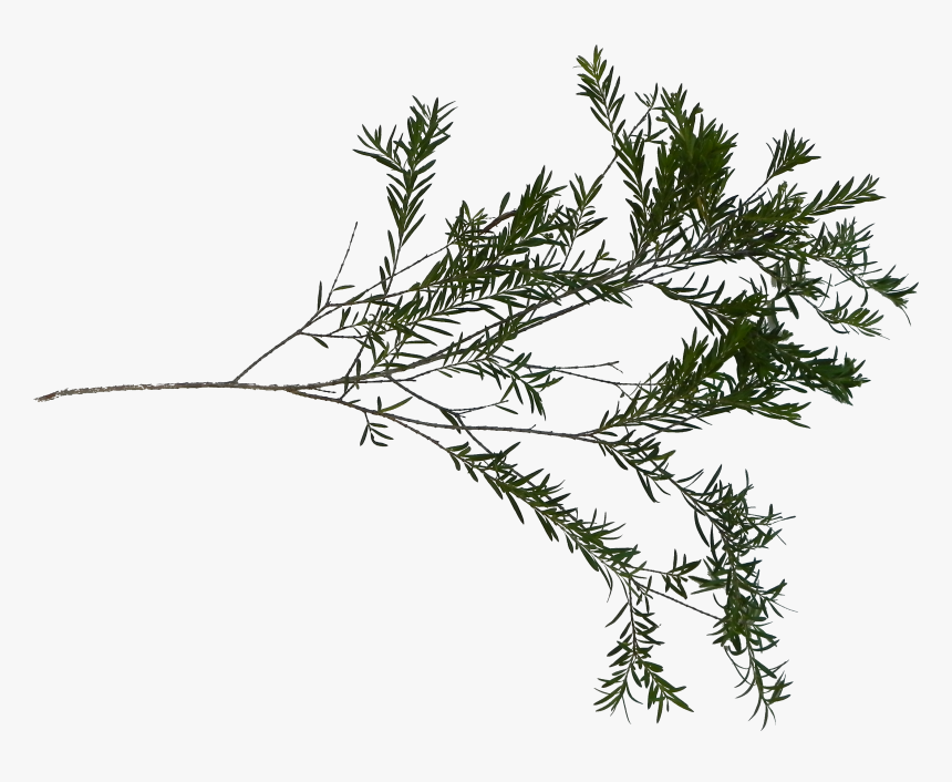 Pond Pine, HD Png Download